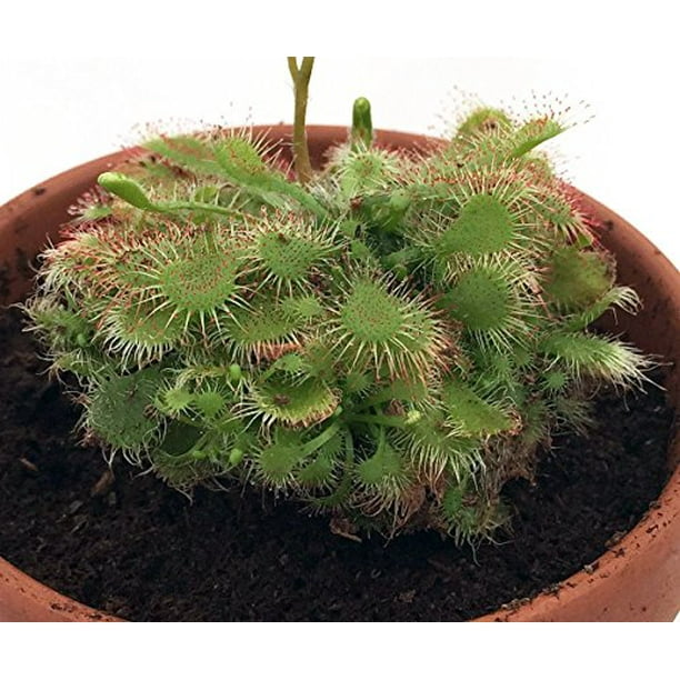 Spoonleaf Sundew Plant Drosera Spathulata Carnivorous 3 Pot Walmart Com