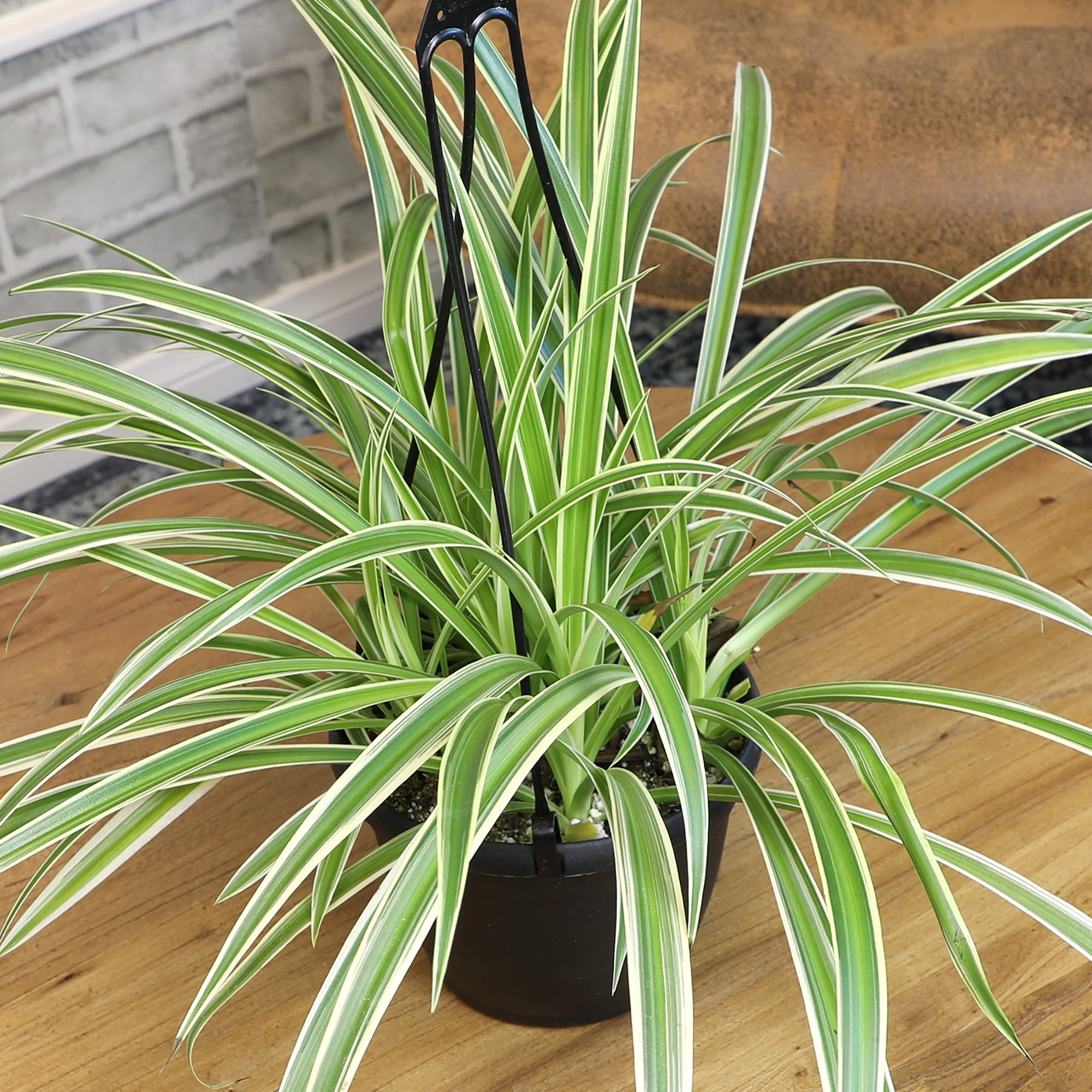 Element by Altman Plants 6in Hanging Basket Spider Plant
