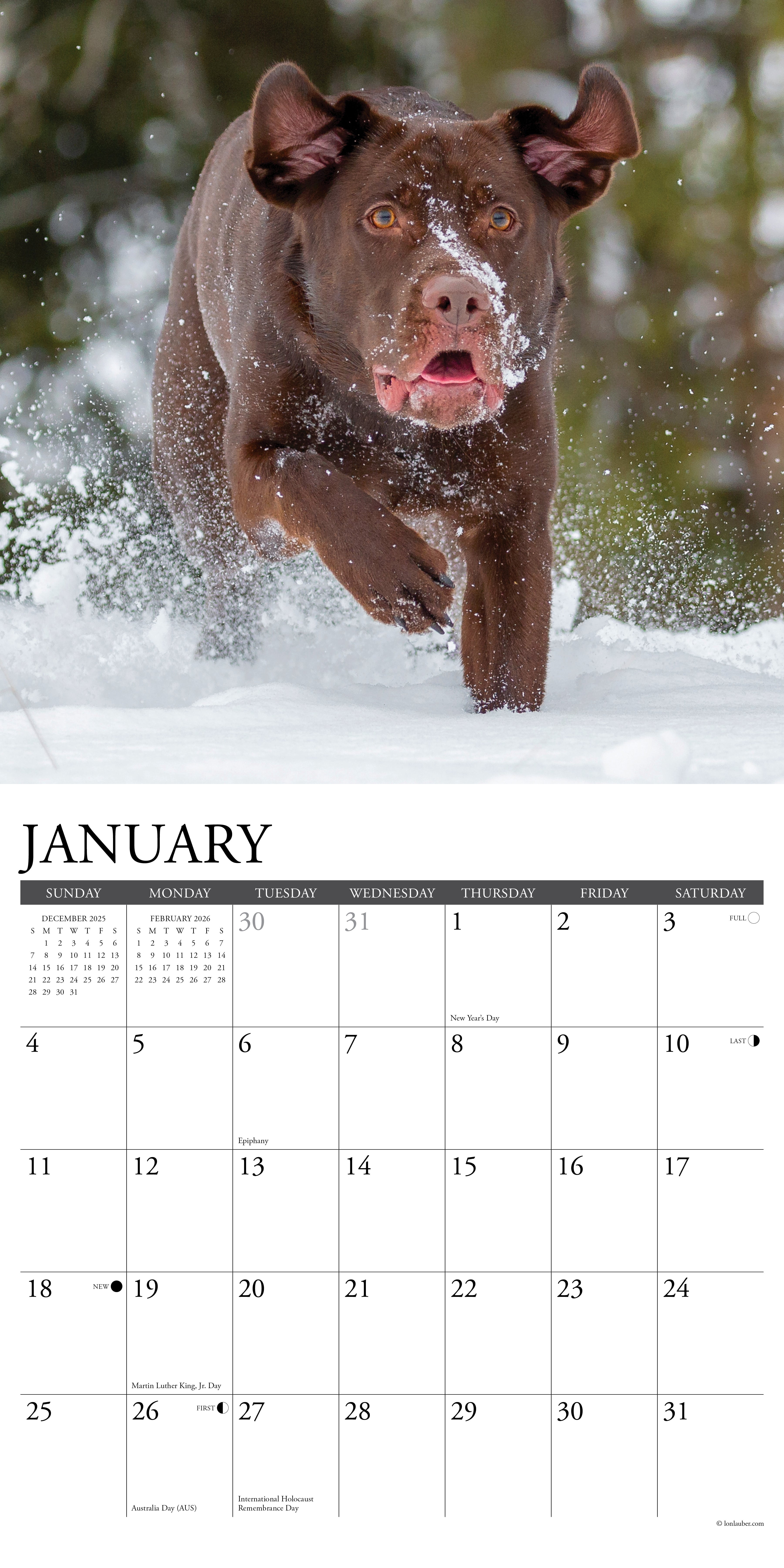 Labs 2026 Wall Calendar, (Paperback)