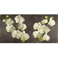 thumbnail image 2 of Antinori, Andrea 14x9 White Modern Wood Framed Museum Art Print Titled - Orchids on Grey Background, 2 of 4