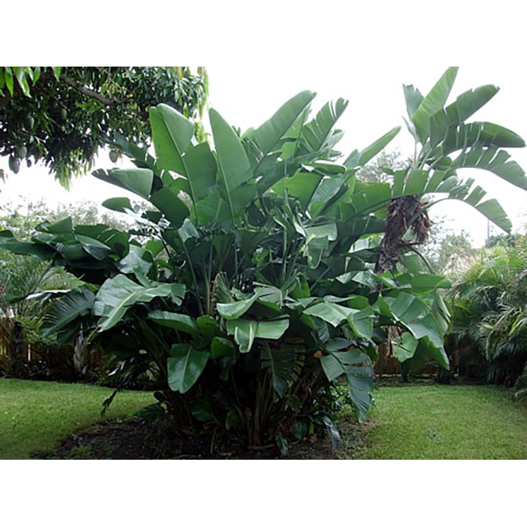 zimmerpflanze croton Croton Wunderstrauch Codiaeum 'Mrs. Iceton' main image 0