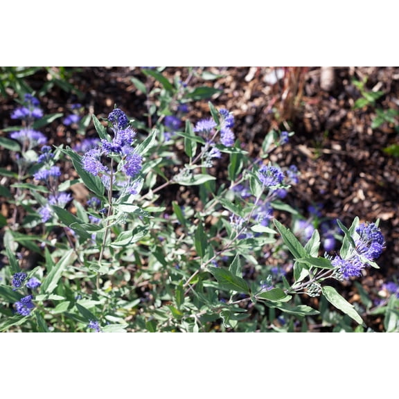 Dark Knight Caryopteris x clandonensis  - Bluebeard - 4" Pot