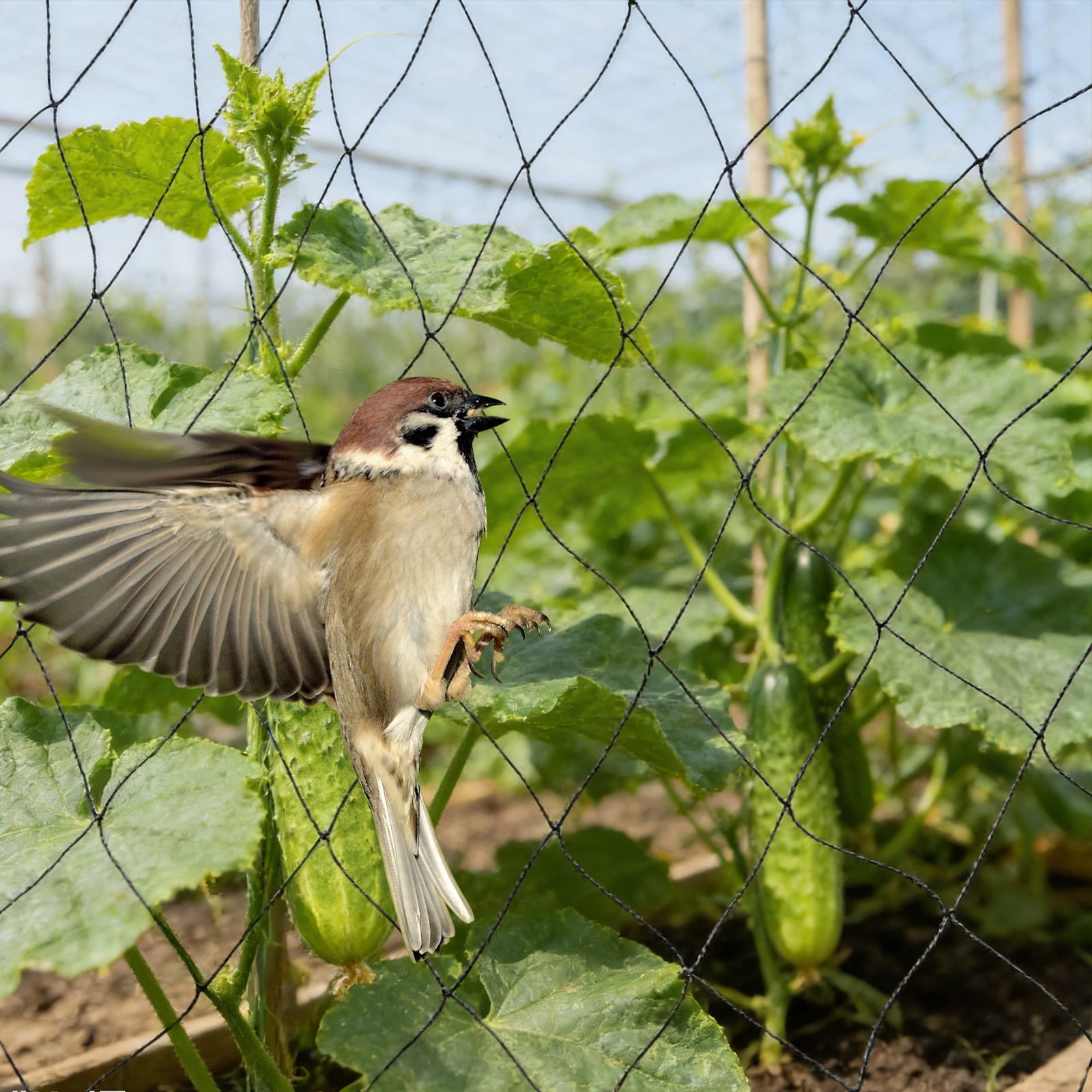 100*50ft Polyester Bird Netting, Heavy Duty Poultry Netting, Garden Netting for Plants, 1.97*1.97'' Mesh Size