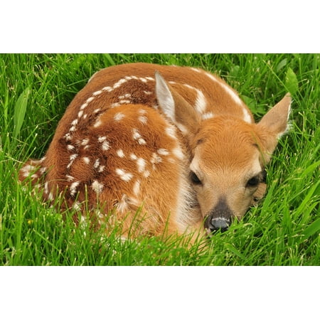 Canvas Print White Tailed Deer Fawn Wildlife Resting Nature Stretched Canvas 10 x