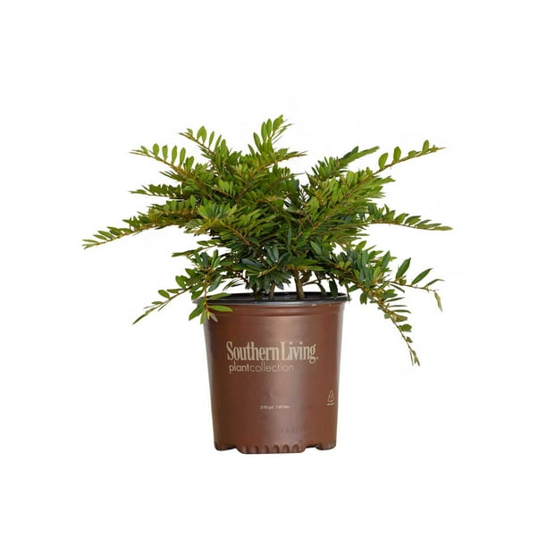 Jewel Box Distylium (2 Gallon) Flowering Evergreen Shrub with Petite