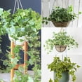 thumbnail image 3 of Ivy Plant Live Fast-growing, Potted 3-5" in Tall, Climbing Indoor Outdoor Houseplant, Easy Care Trailing Vine, Fast Growing Small Starter Plant for Home Office Décor (Golden Variegated English Ivy), 3 of 6
