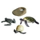 thumbnail image 1 of 4 Uds. Ciclo de vida de tortugas marinas, ciclo de vida de crecimiento de animales marinos, juguete educativo, material didáctico para el aprendizaje, 1 of 9