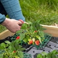 thumbnail image 6 of 15 Packs Square Strawberry Supports-Strawberry Growing Racks- Plant Support Strawberry Stand Holder Growing Frame Keep Berries Clean, 6 of 6