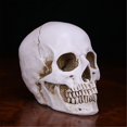 thumbnail image 3 of Human Skull Handmade D Decoration Decor Goth Halloween Gift, 3 of 4