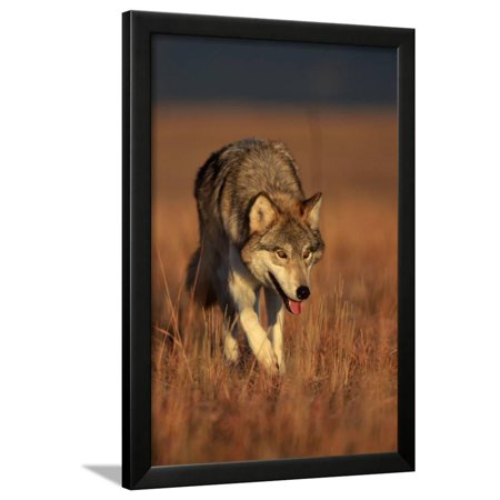 Gray Wolf on Prairie Framed Print Wall Art By W. Perry Conway