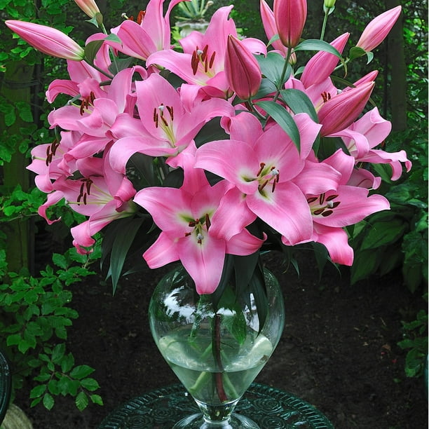 Member's Mark Super Select Oriental Lily, 5 stems - Samsclub.com