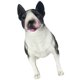 thumbnail image 2 of Bull Terrier Model Standing Dog Model Simulation Bull Terrier Dog Model Fake Puppy Model, 2 of 3