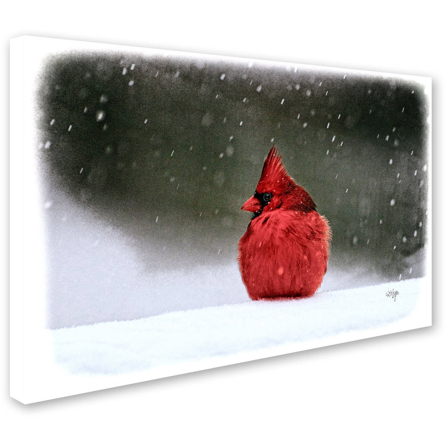 Trademark Fine Art "A Ruby in the Snow" Canvas Art by Lois Bryan