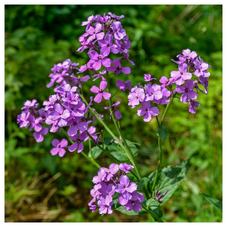 Everwilde Farms, Dames Rocket Garden Flower Seeds, Purple Fragrant