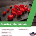 thumbnail image 2 of Harris Seeds Trinidad Scorpion Hot Pepper, Non-GMO, 50 Count, 2 of 7