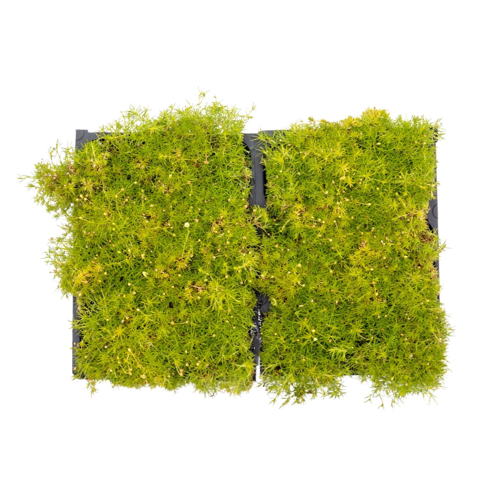 12 Scottish Moss – Soft Golden Evergreen Groundcover for Rock Gardens, Pathways & Containers (Sagina subulata ‘Aurea’) in 2.5″ Cubes, Live Plants