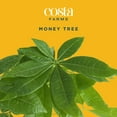 thumbnail image 3 of Costa Farms 16" Tall Pachira Braided Money Tree, Medium Indirect Sunlight, Indoor Live House Plants, 3 of 9