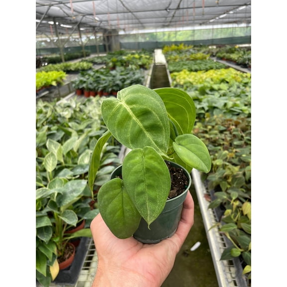 Syngonium Chiapense 'Ice Frosted Heart' - Live Air-Purifying Indoor Plant in Nursery Pot – Easy Care, Low Maintenance Houseplant for Home & Office Decor, Natural Air Cleaner, Best for Beginners