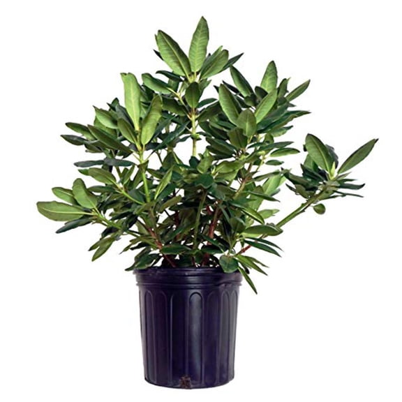 Roseum Elegans Rhododendron