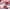 Red, variant on Wonder Nation Boys No Show Socks Non-Cushion, 10 Pack, Sizes S (4-8.5) - L (3-9)