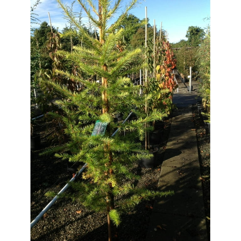 25 JAPANESE LARCH TREE Conifer Pine Cones Bonsai Larix