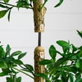 thumbnail image 4 of Nearly Natural 5ft. Artificial Shady Lady Black Olive Tree, 4 of 6