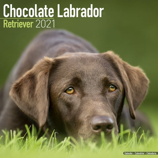 Chocolate Labrador Retriever Calendar 2021 - Chocolate Labrador