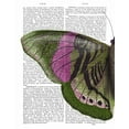 thumbnail image 2 of Fab Funky 20x24 White Modern Wood Framed Museum Art Print Titled - Butterfly in Green and Pink a, 2 of 4