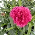 thumbnail image 2 of Better Homes and Gardens Outdoor Live Plant Dianthus Carnation Sunflor Allura Pink 1QT, Sun, 2 of 7