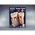 thumbnail image 2 of Lindberg Human Tooth, 2 of 2