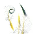 thumbnail image 2 of Zucker Feather Products Peacock Swords Stem Dyed - 15-25" - 10pcs - Yellow, 2 of 2