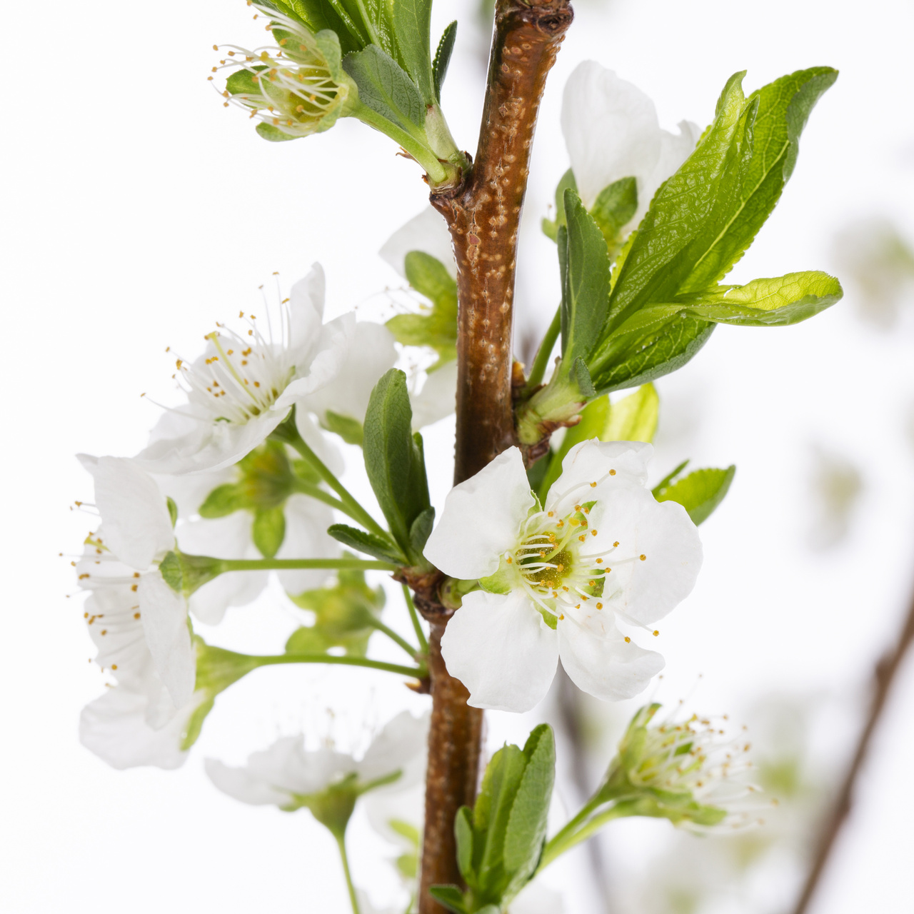 Expert Gardener Stanley Plum Live Tree in 3.75-Gallon Grower Pot