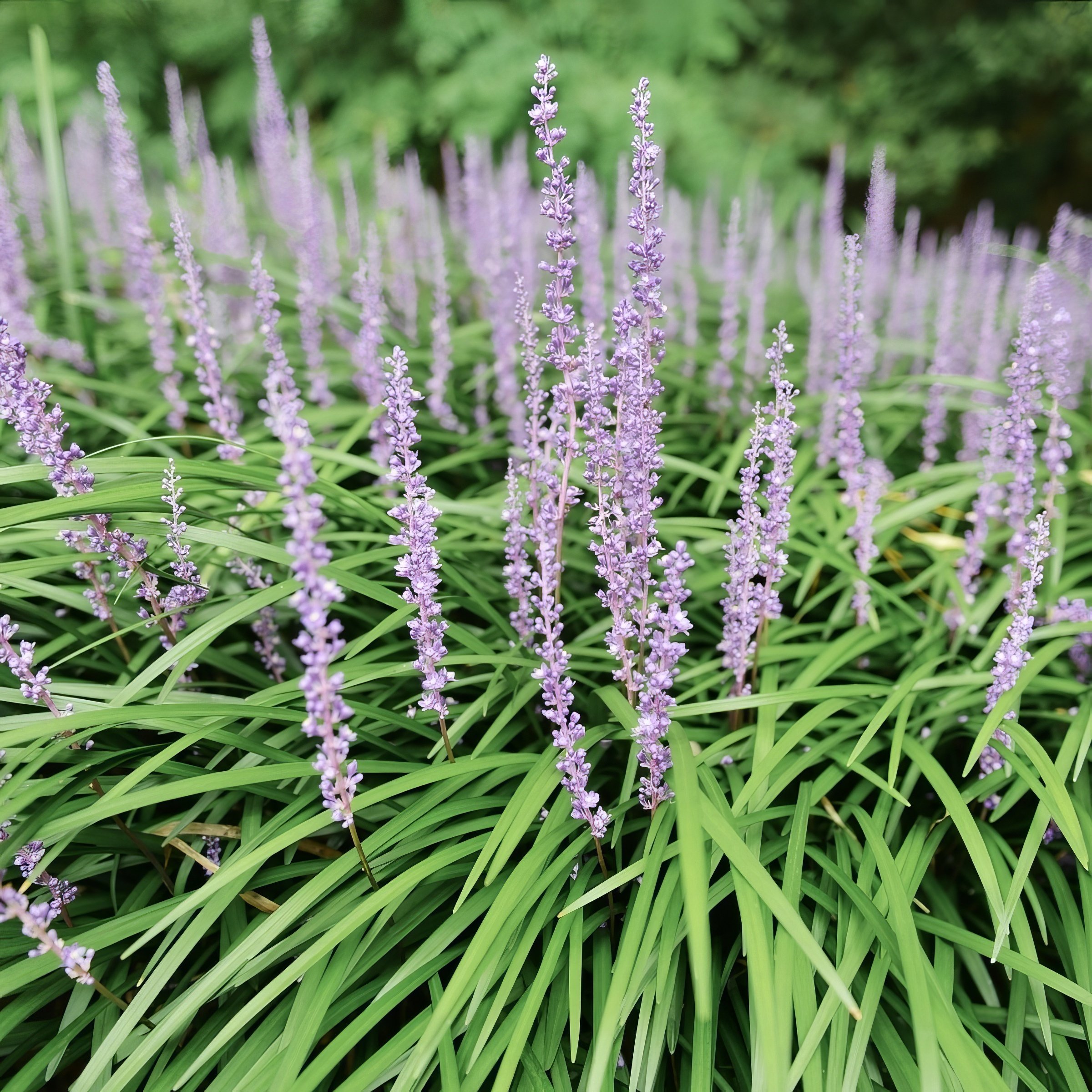 National Plant Network 1 gal. Liriope Big Blue Grass