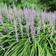 thumbnail image 3 of National Plant Network 1 gal. Liriope Big Blue Grass, 3 of 10