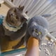 thumbnail image 5 of Zapatillas de gato abrazo de peluche para mujer y hombre, toboganes de invierno para el hogar, zapatos de suelo Kawaii, zapatillas peludas, mulas blancas para niña, 5 of 5
