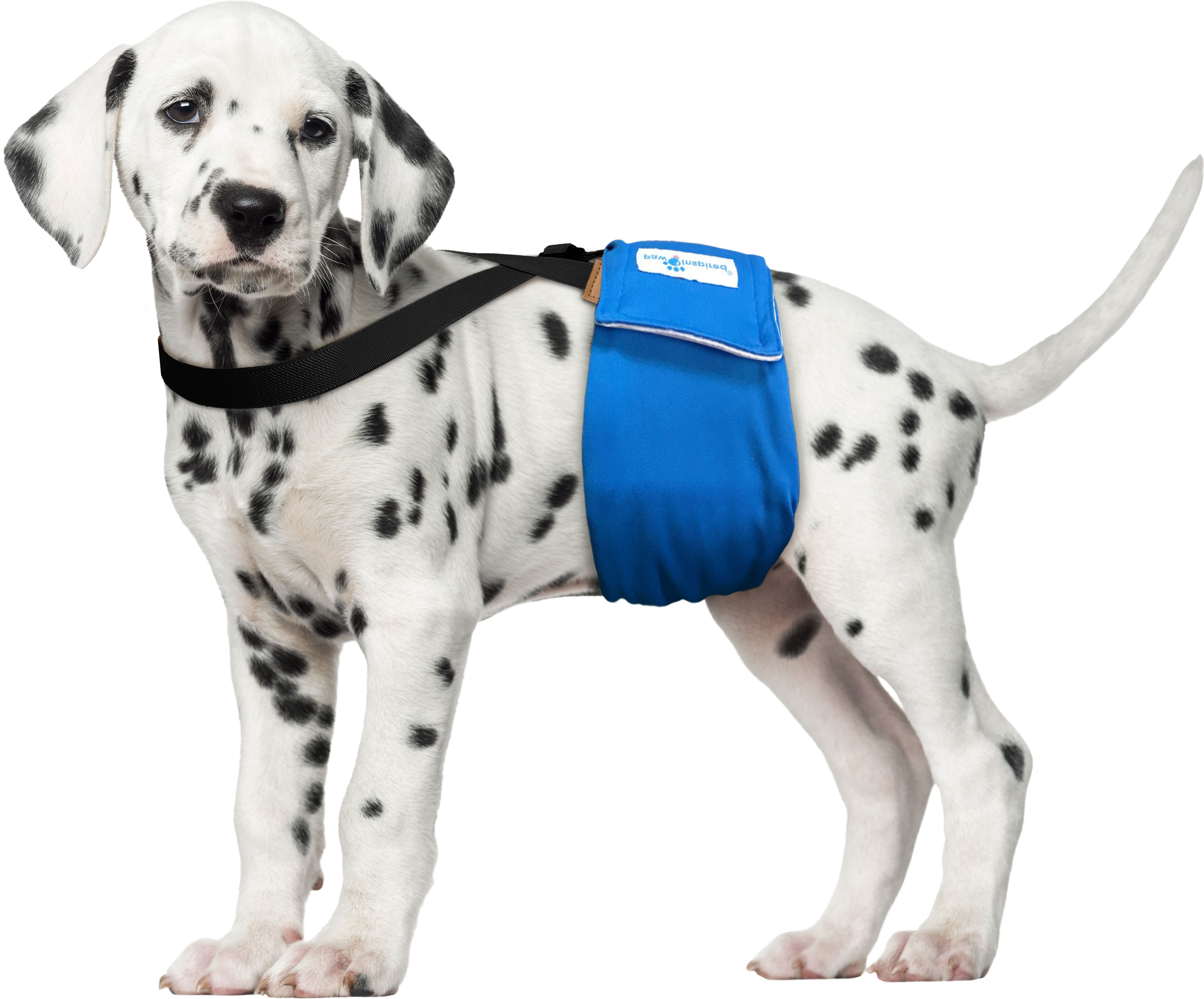 Keep Diaper on Your Dog for Small Medium and Large Dogs Belly Bands Canine Harness Paw Inspired The Original Dog Diaper Suspenders Durable Dress & Diaper Keeper 