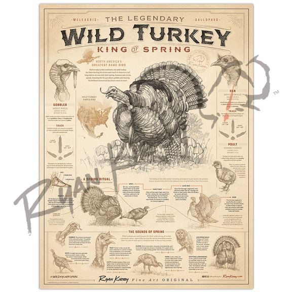 "Wild Turkey: King of Spring" Art Poster