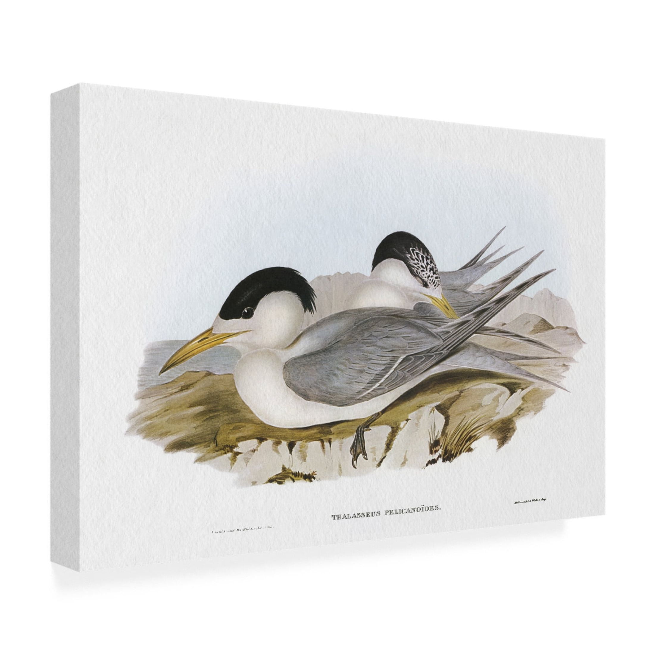 Trademark Fine Art Elizabeth Gould  Seabird Pairing V Canvas Wall Art