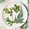 thumbnail image 4 of Inteprter Hojas secas naturales en relieve Hojas prensadas Joyas Decoraciones Hogar para tarjetas de boda de resina Hoja verde 12 Type1 NO1, 4 of 6