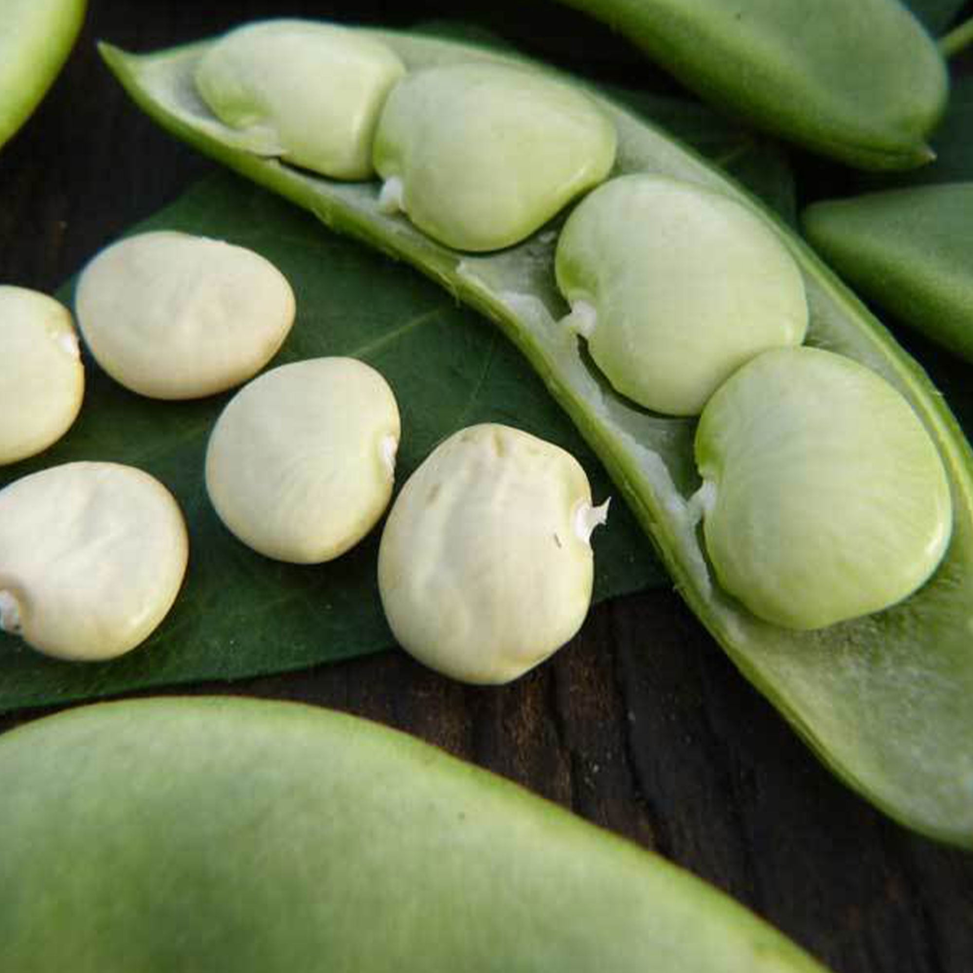 Gigantes beans Giant Butter beans 85  seeds to plant Grow your own 