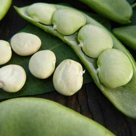 Fordhook 242 Bush Lima Bean - 1/2 OZ ~14 Seeds - Heirloom Open Pollinated Non-GMO Farm & Vegetable Gardening Seeds
