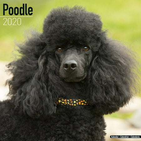 Poodle Calendar 2020 - Poodle Dog Breed Calendar - Poodles Premium Wall Poodle Calendar 2020 - Poodle Dog Breed Calendar - Poodles Premium Wall