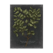 Trademark Fine Art 'Foliage Dramatique V' Canvas Art by Vision Studio