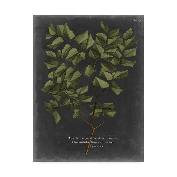 Trademark Fine Art 'Foliage Dramatique V' Canvas Art by Vision Studio