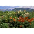 thumbnail image 2 of Rotenberg, Nancy 14x11 Gold Ornate Wood Framed with Double Matting Museum Art Print Titled - CO, Crested Butte Wildflowers in mountain garden, 2 of 4
