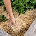 thumbnail image 2 of GardenStraw - Premium Wheat Straw Garden Mulch, 3 Cu ft, 2 of 8