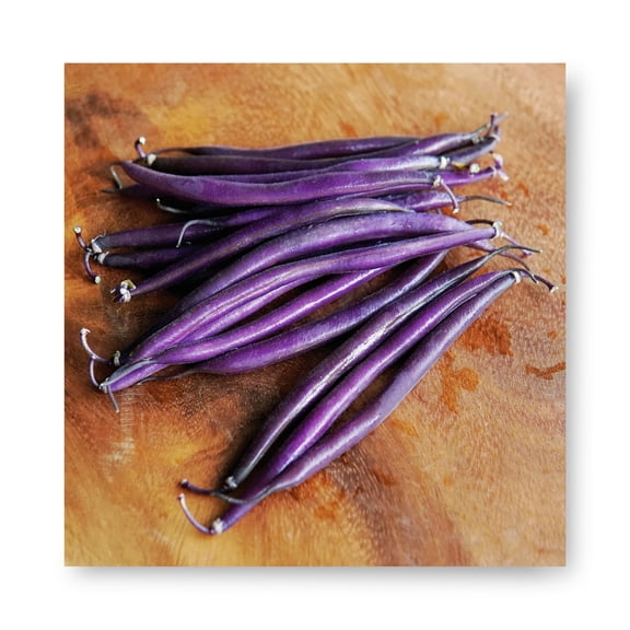 Harris Seeds - Bean Celine Organic Seeds - Sweet Purple Fruits - 1,000 Seeds