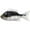 Black/Silver, variant on LIVETARGET Sunfish 4.3" Swimbait Silver/Blue