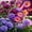 Mix-D, variant on Mixed Great Peonys Planting-Premium Garden Stakes-Ornamental Home Decoration-Beautiful Gift Garden-Bloom Year After Year-(Non-Artificial)