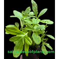 thumbnail image 5 of Waterleaf, Jewels of Opar, Surinam Spinach, Earth Ginseng plant, 5 of 7